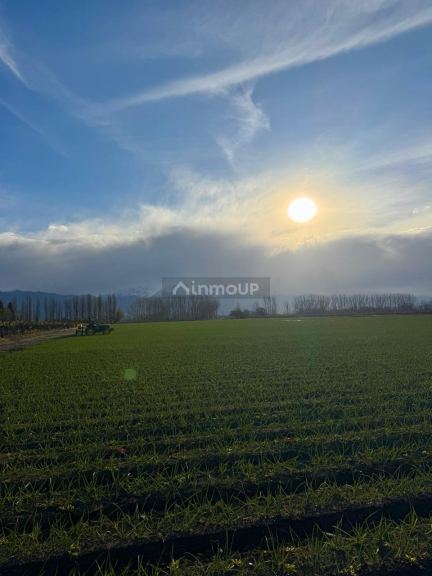 Campo en Venta en San Carlos, Mendoza