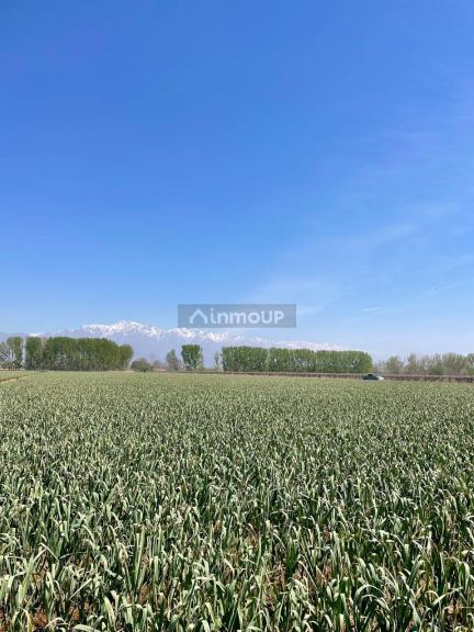 Campo en Venta en San Carlos, Mendoza