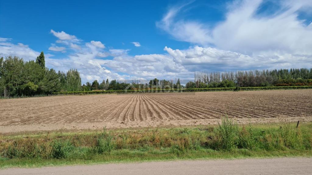 Campo en Venta en San Carlos, Mendoza