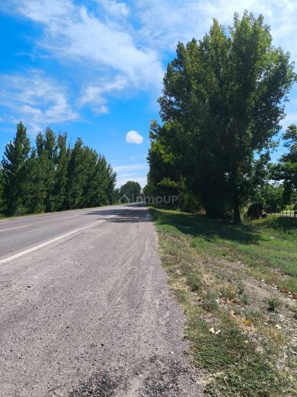 Campo en Venta en San Carlos, Mendoza