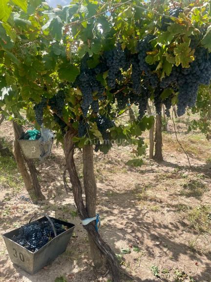 Campo en Venta en San Carlos, Mendoza