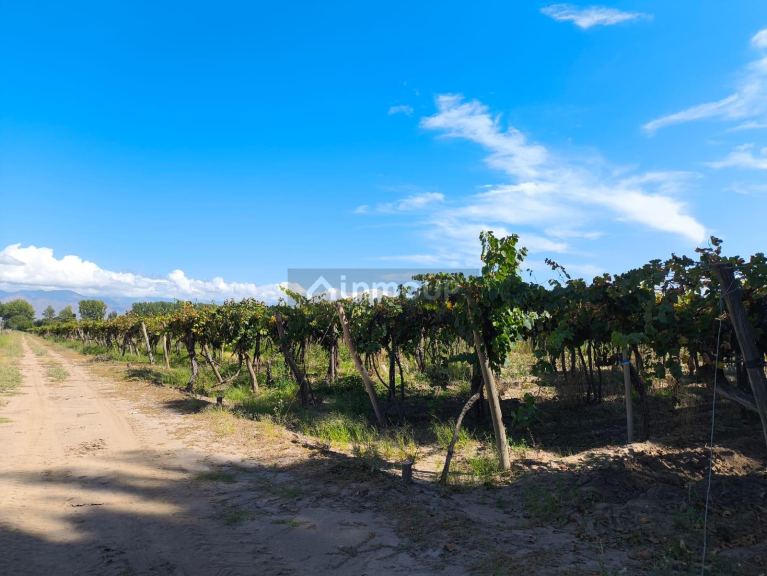 Campo en Venta en San Carlos, Mendoza