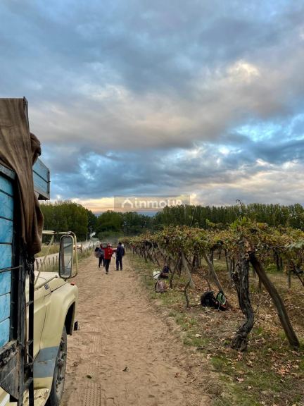 Campo en Venta en San Carlos, Mendoza