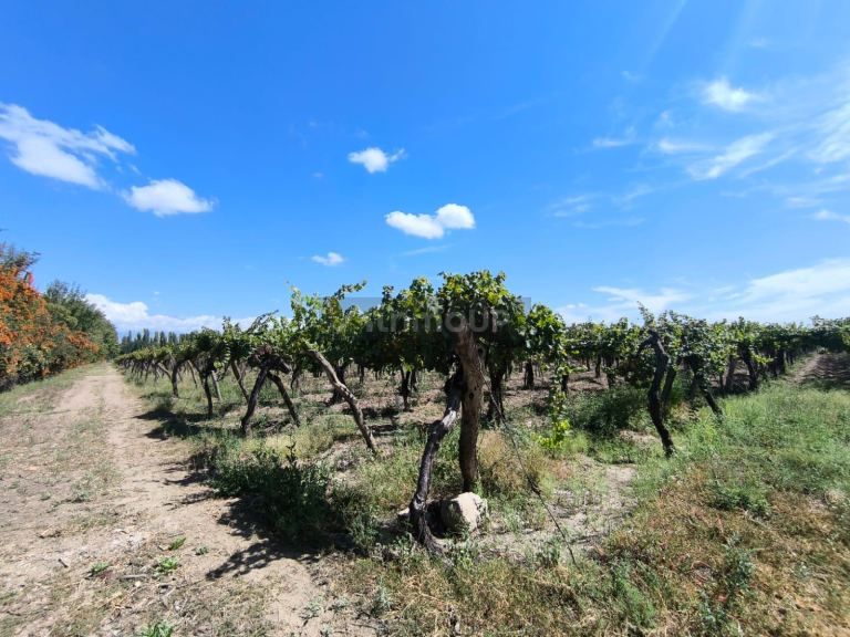 Campo en Venta en San Carlos, Mendoza