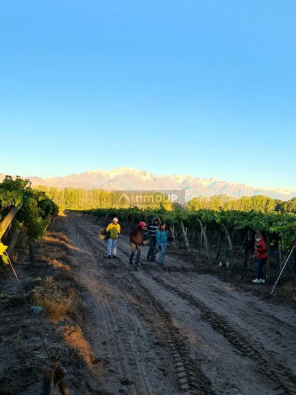 Viñedo en Venta en San Carlos, Mendoza