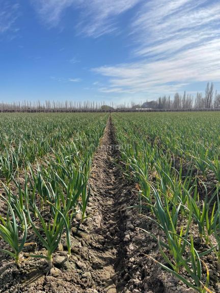Viñedo en Venta en San Carlos, Mendoza