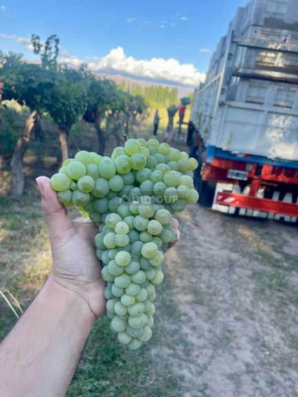 Viñedo en Venta en San Carlos, Mendoza