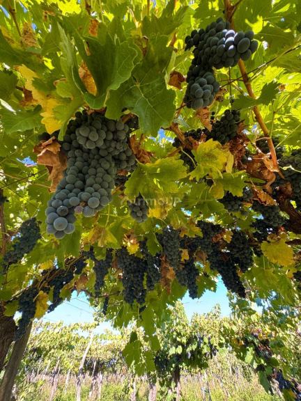 Viñedo en Venta en San Carlos, Mendoza