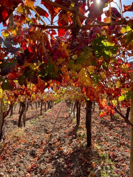 Viñedo en Venta en San Carlos, Mendoza