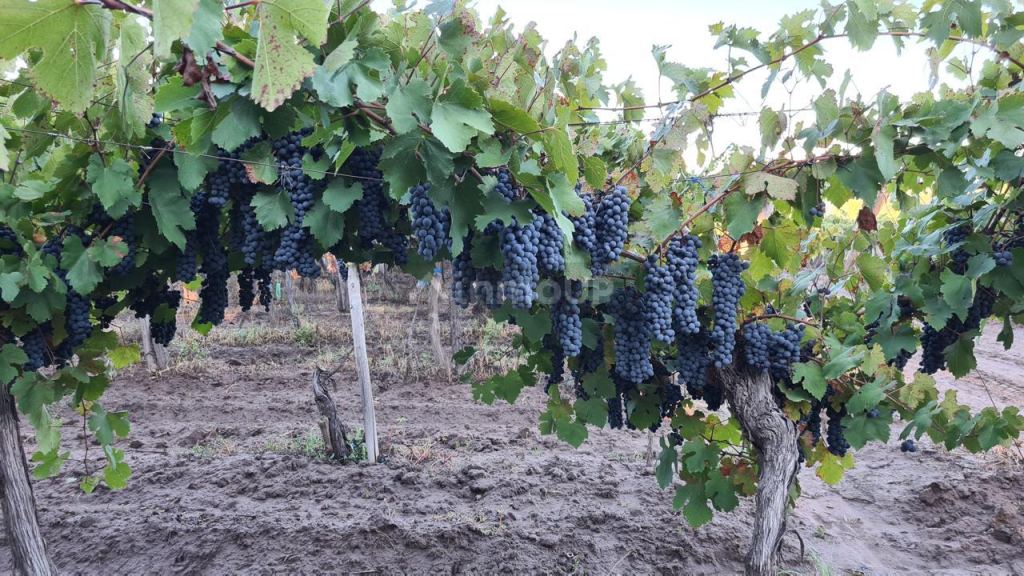 Viñedo en Venta en San Carlos, Mendoza
