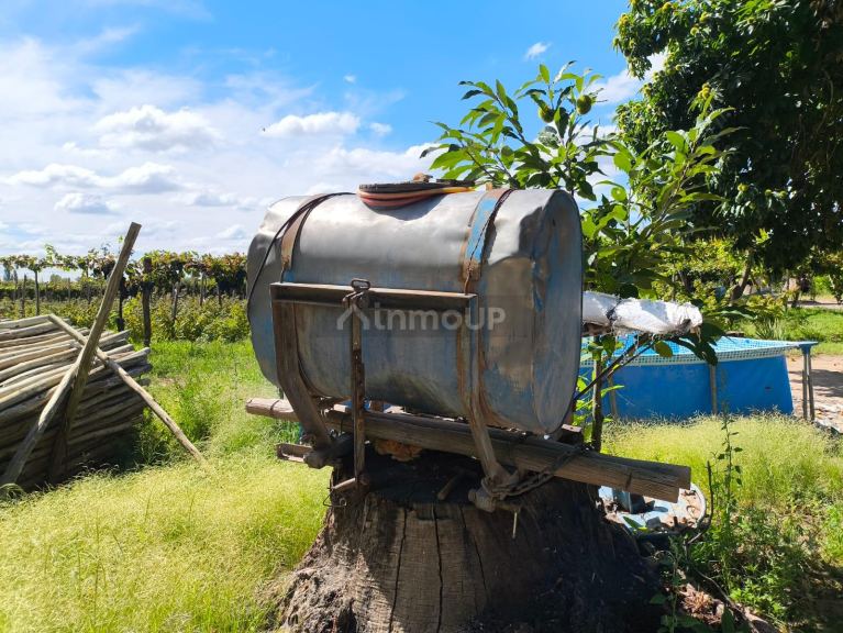 Viñedo en Venta en San Carlos, Mendoza