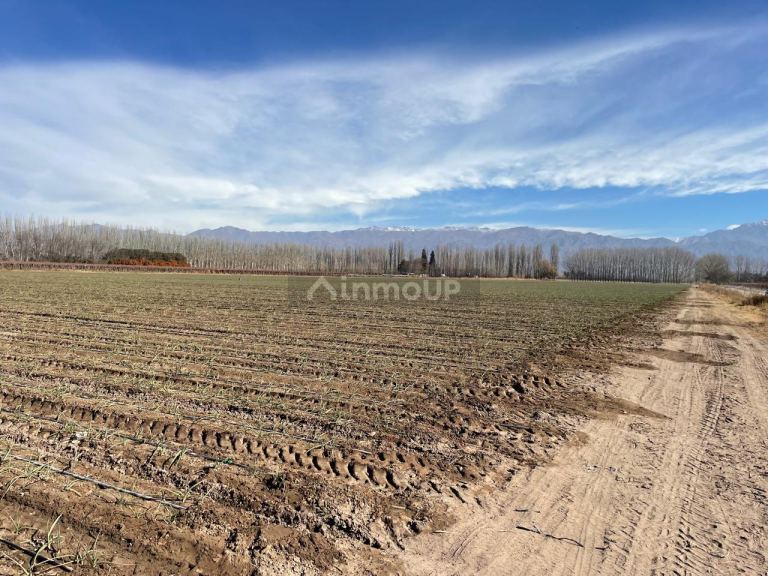 Viñedo en Venta en San Carlos, Mendoza
