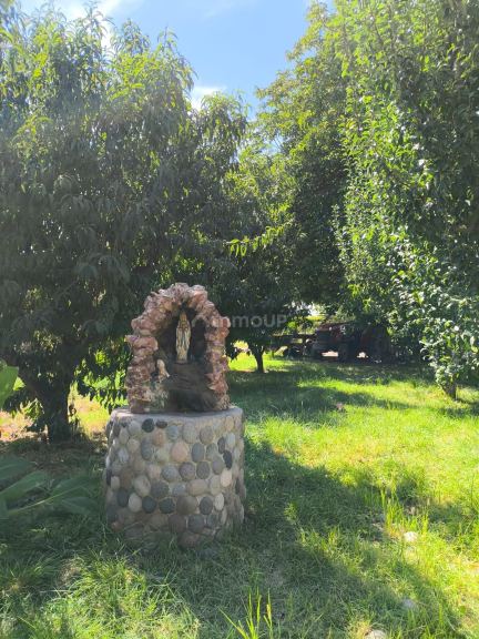 Viñedo en Venta en San Carlos, Mendoza