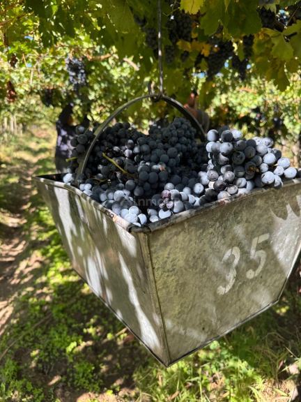 Viñedo en Venta en San Carlos, Mendoza