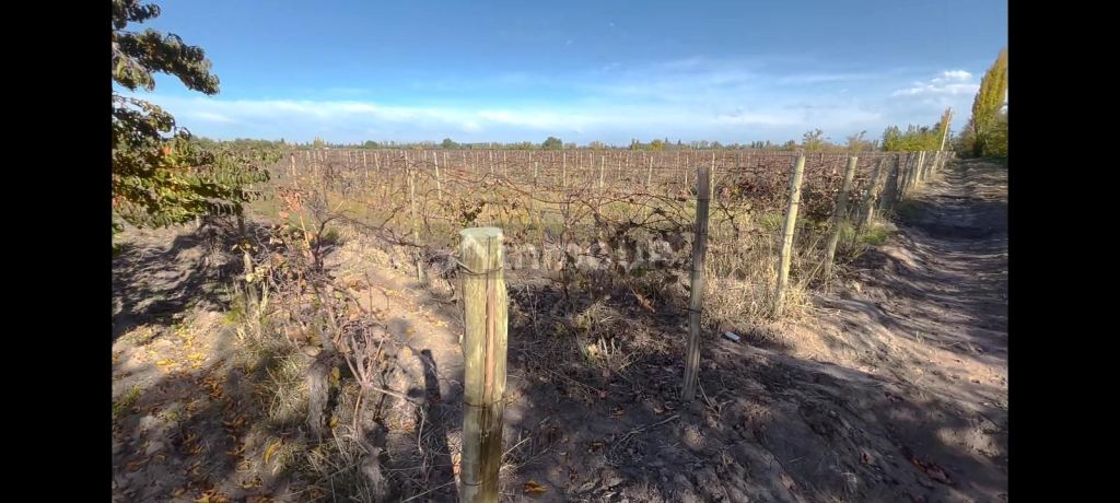 Finca en Venta en Rivadavia, Mendoza