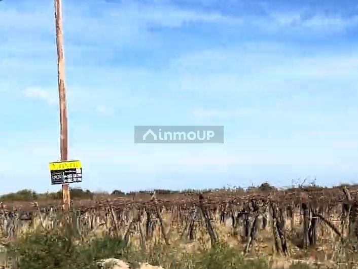 Campo en Venta en Rivadavia, Mendoza