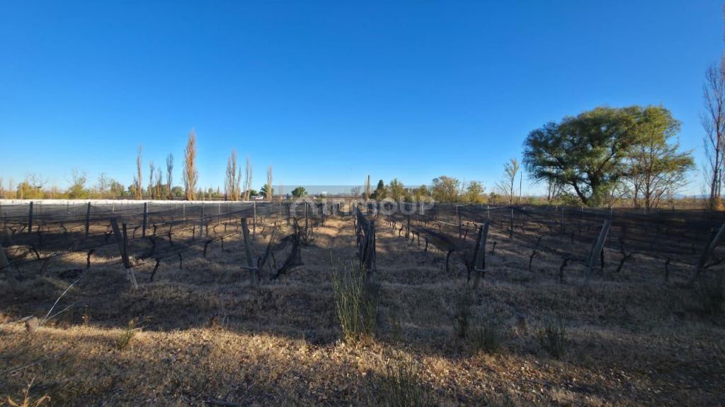 Finca en Venta en San Rafael, Mendoza