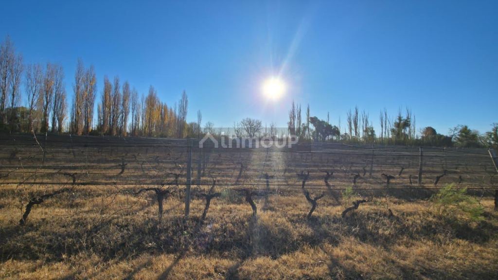 Finca en Venta en San Rafael, Mendoza