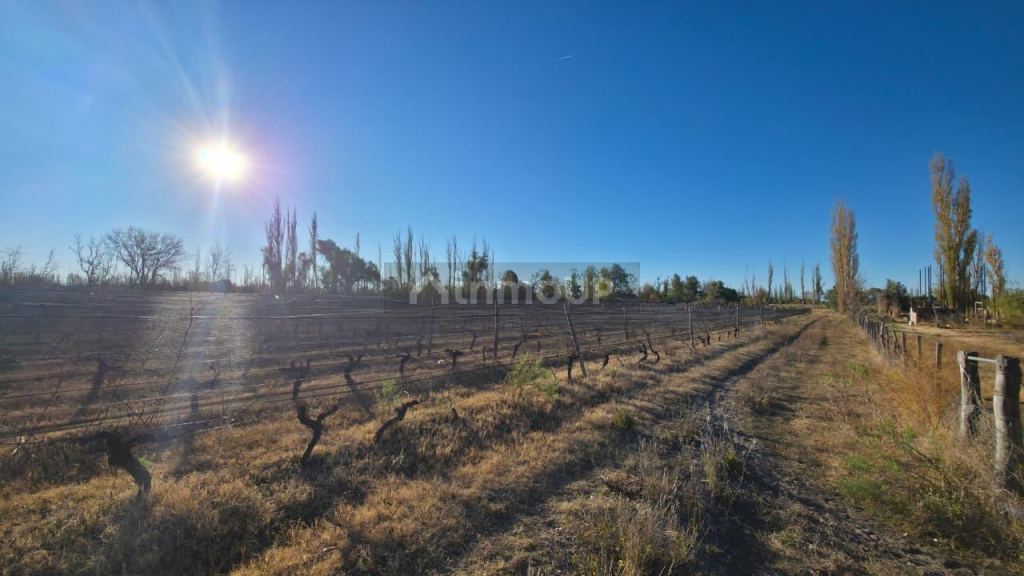 Finca en Venta en San Rafael, Mendoza