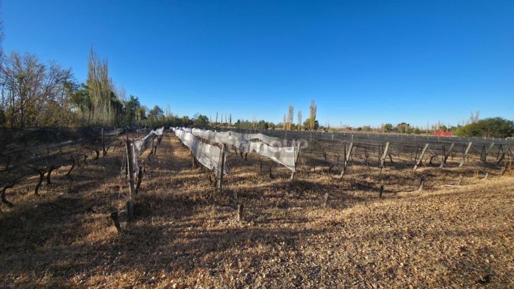 Finca en Venta en San Rafael, Mendoza