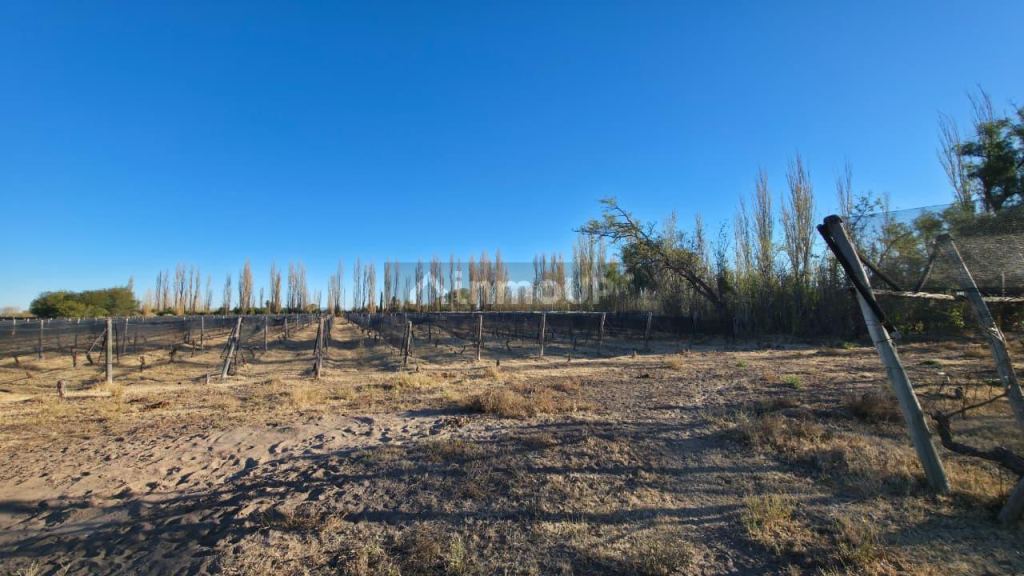Finca en Venta en San Rafael, Mendoza