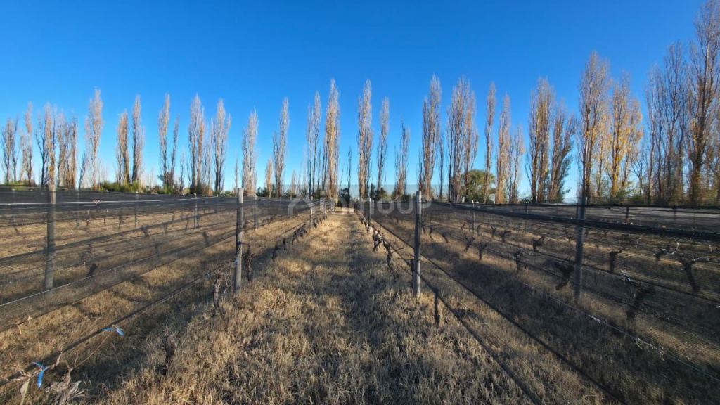 Finca en Venta en San Rafael, Mendoza