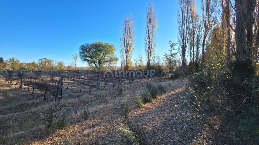 Finca en Venta en San Rafael, Mendoza