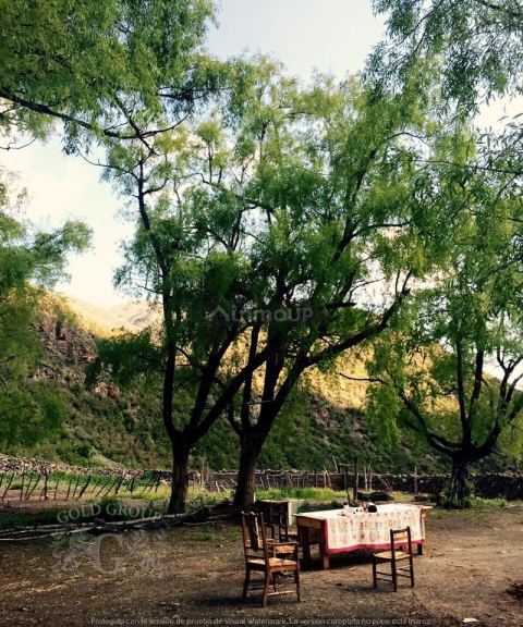 Campo en Venta en Lujan de Cuyo, Mendoza
