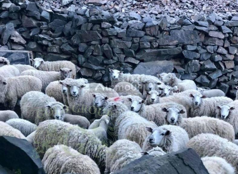 Campo en Venta en Lujan de Cuyo, Mendoza