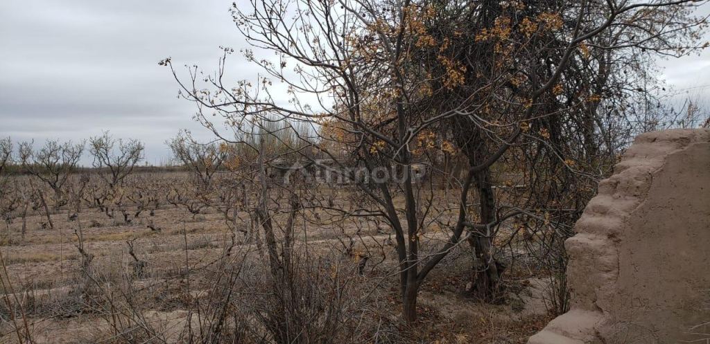 Finca en Venta en Lavalle, Mendoza