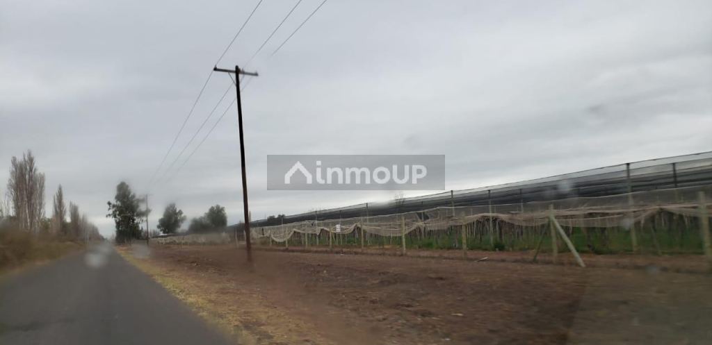 Finca en Venta en Lavalle, Mendoza