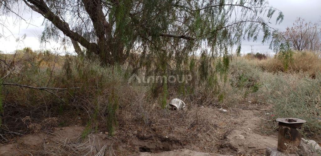 Finca en Venta en Lavalle, Mendoza