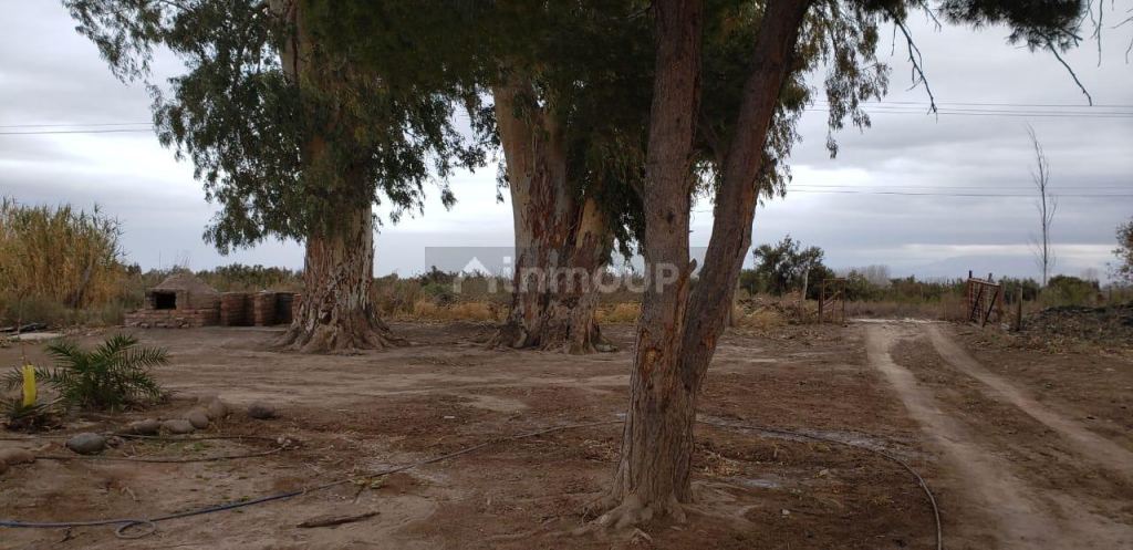 Finca en Venta en Lavalle, Mendoza