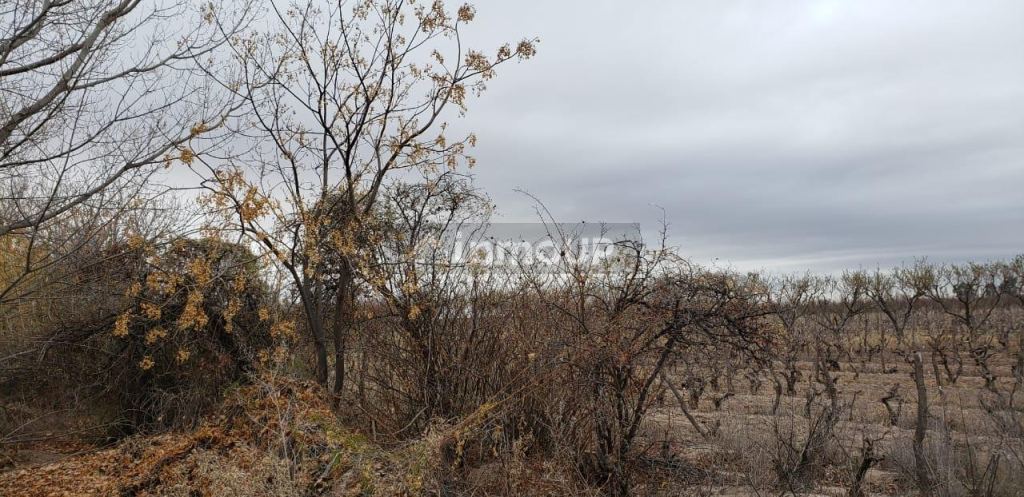 Finca en Venta en Lavalle, Mendoza