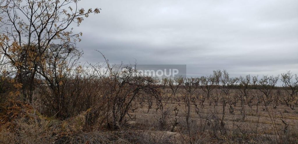 Finca en Venta en Lavalle, Mendoza