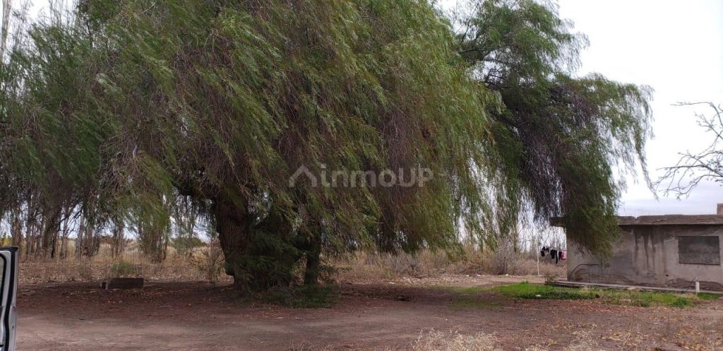 Finca en Venta en Lavalle, Mendoza