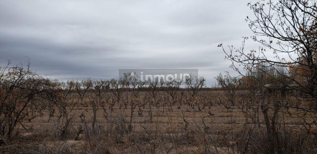 Finca en Venta en Lavalle, Mendoza