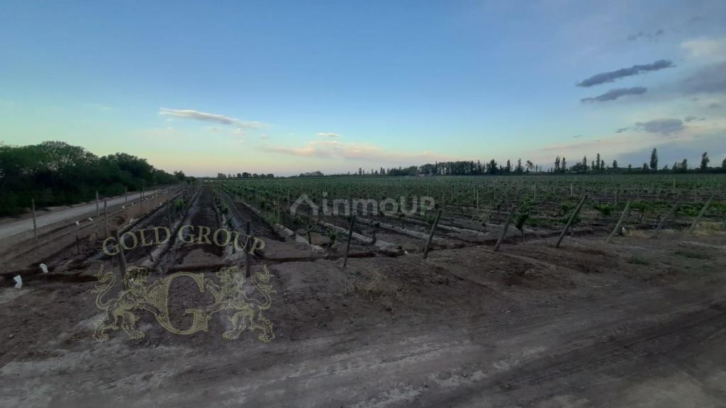 Finca en Venta en Rivadavia, Mendoza