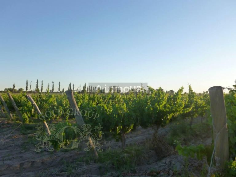 Finca en Venta en Rivadavia, Mendoza