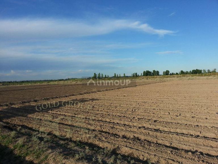 Finca en Venta en Rivadavia, Mendoza