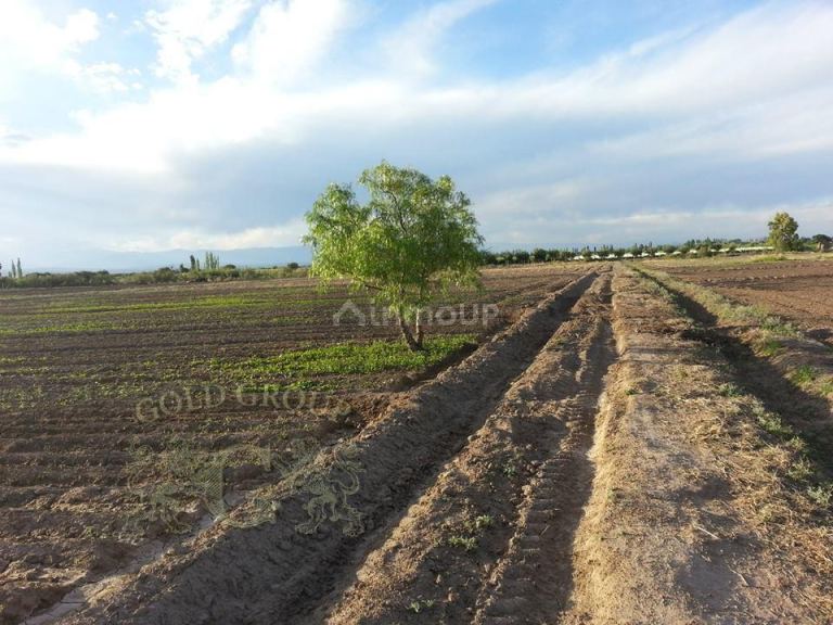 Finca en Venta en Rivadavia, Mendoza