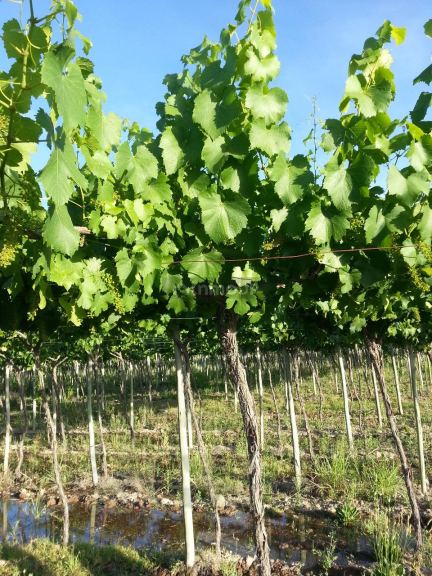 Finca en Venta en Rivadavia, Mendoza