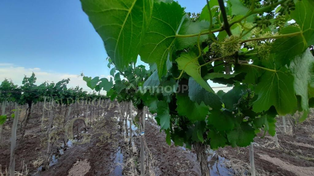 Finca en Venta en Rivadavia, Mendoza