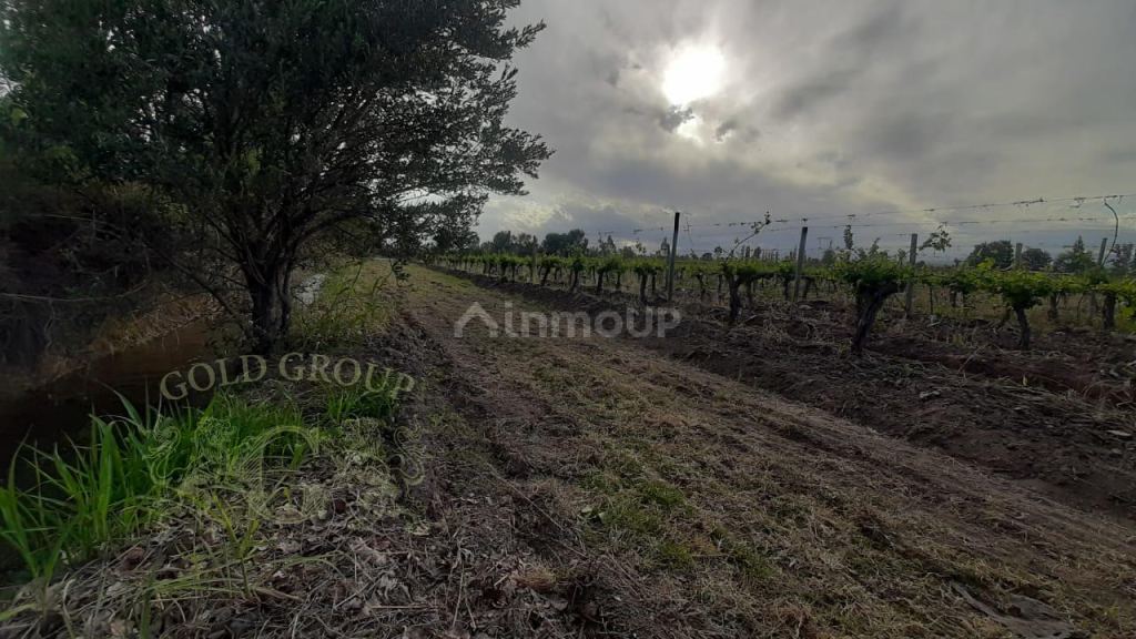 Finca en Venta en Rivadavia, Mendoza