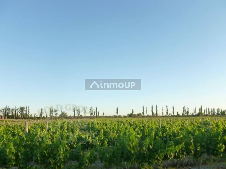 Finca en Venta en Rivadavia, Mendoza
