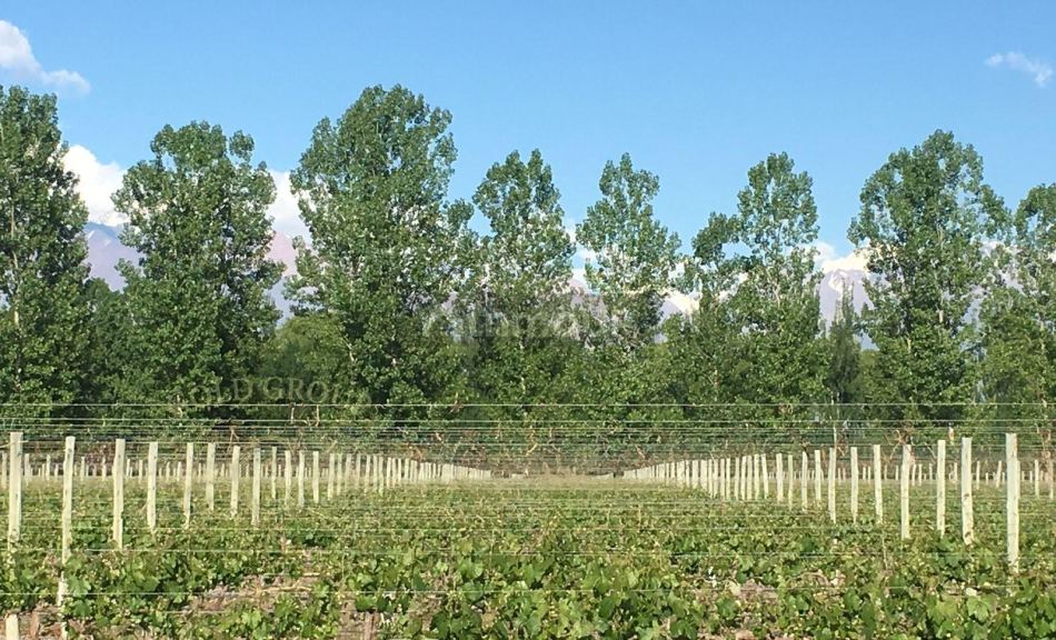 Lote en Venta en Tunuyan, Mendoza