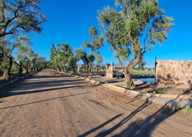 Terreno en Venta en Lujan de Cuyo, Mendoza