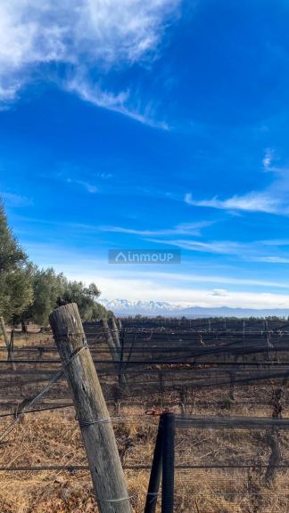 Finca en Venta en Junin, Mendoza
