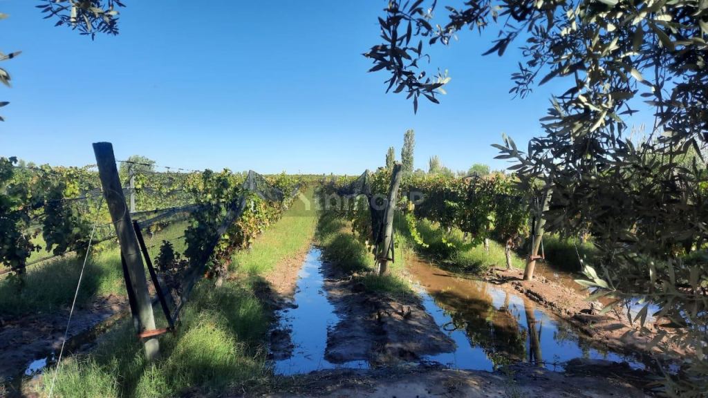 Finca en Venta en Junin, Mendoza