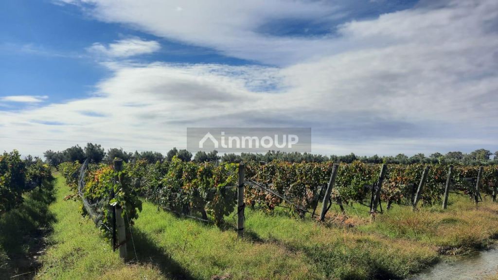 Finca en Venta en Junin, Mendoza